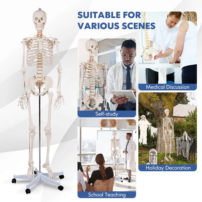 70.8" Life Size Human Anatomical Anatomy Skeleton Medical Model with Rolling Stand, Removable Parts, Poster & Dust Cover