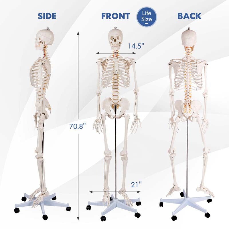 70.8" Life Size Human Anatomical Anatomy Skeleton Medical Model with Rolling Stand, Removable Parts, Poster & Dust Cover